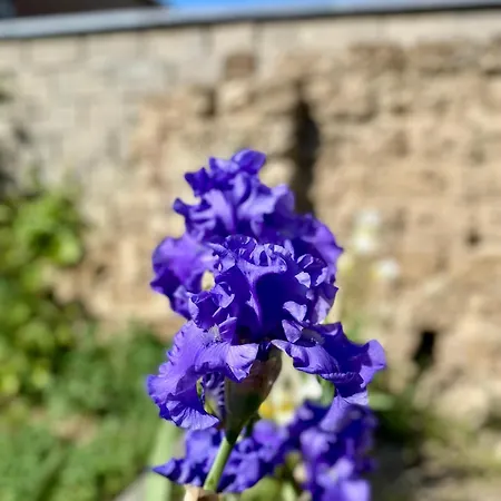 Dom wakacyjny Les Du Broukay - Hirondelle